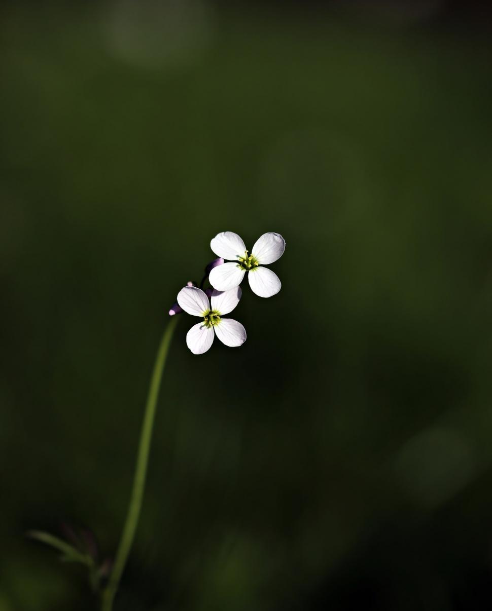 Free Image of Tiny Wildflowers - Space for text 