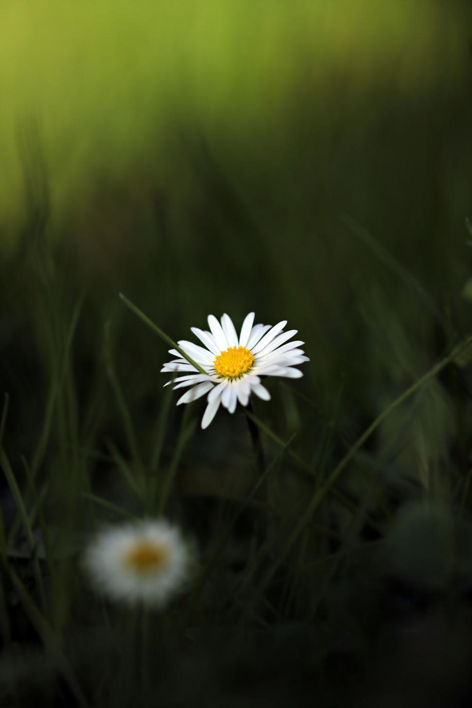 Free Image of White Daisy in the meadow 