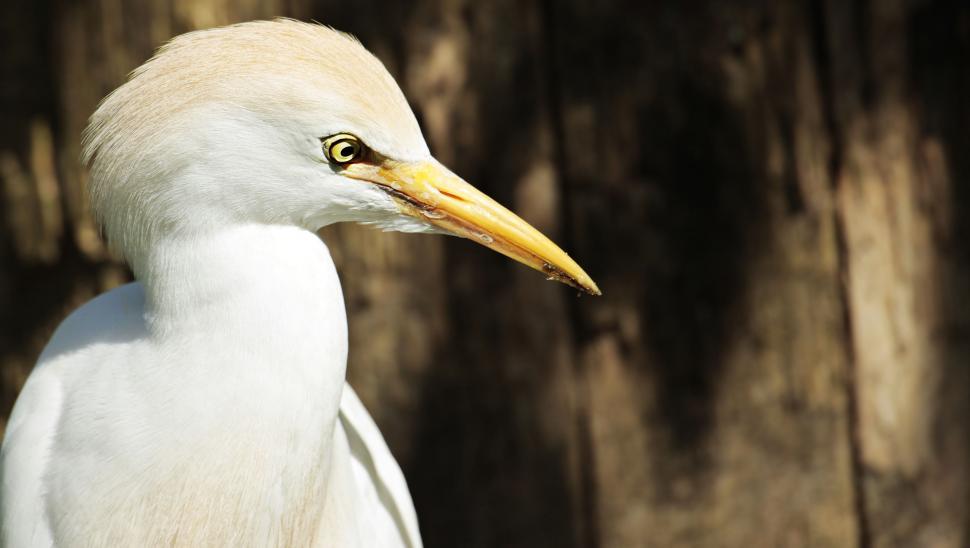Free Image of Great egret (white)  