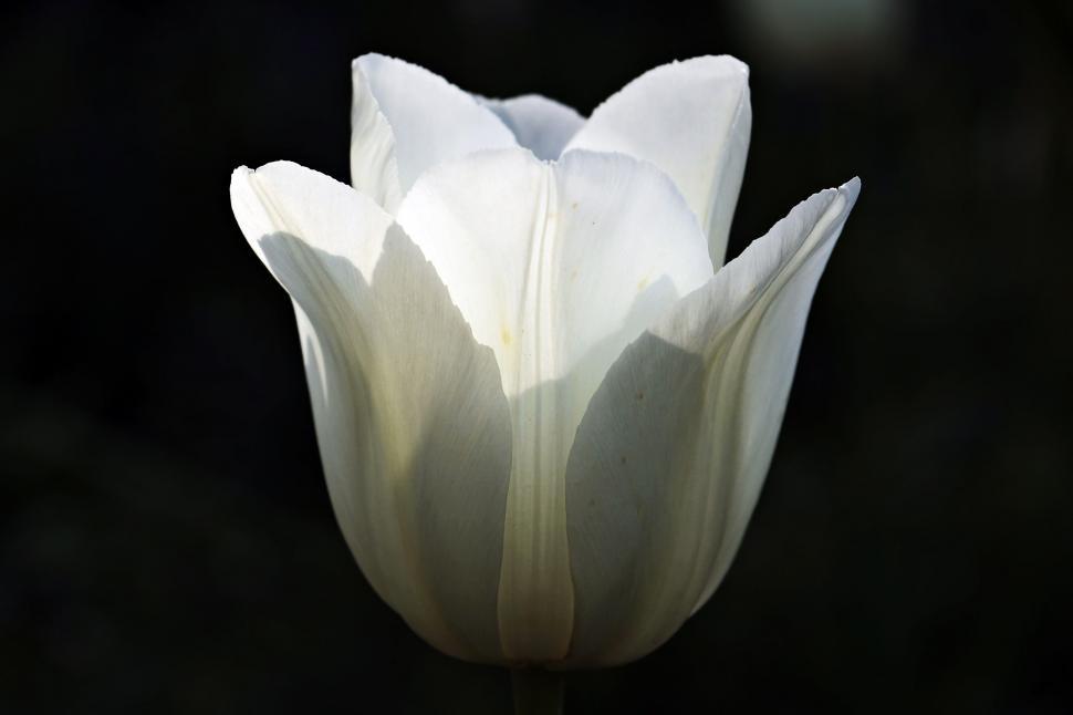 Free Image of White Tulip Flower - Glowing  