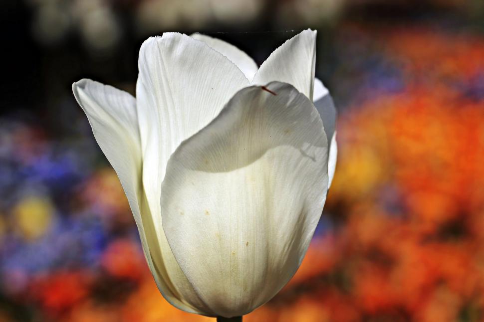 Free Image of White Tulip Flower in the garden 
