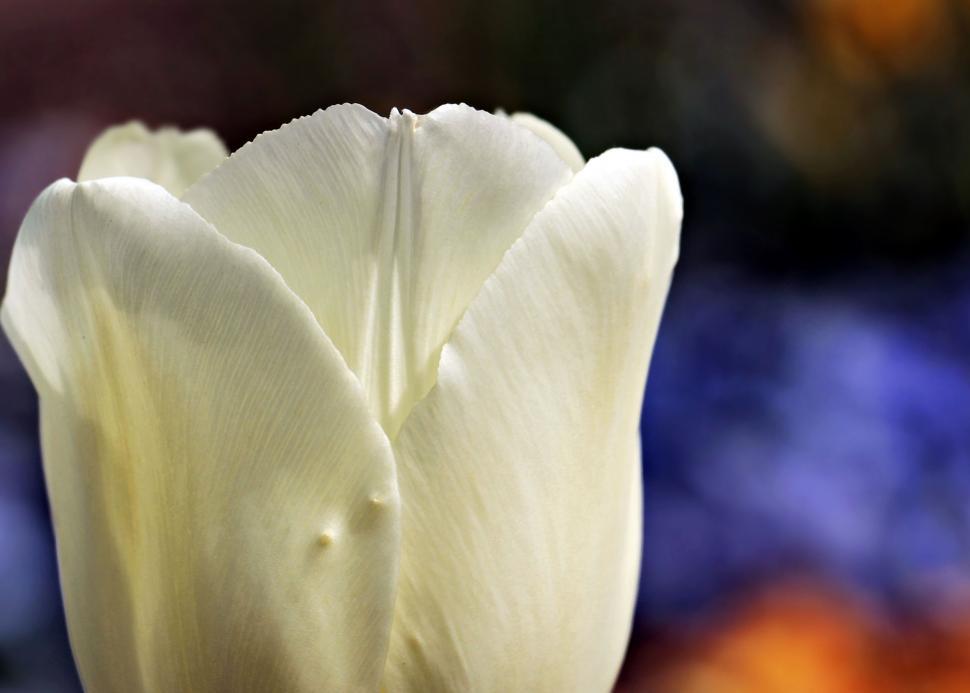 Free Image of White Tulip in the garden 