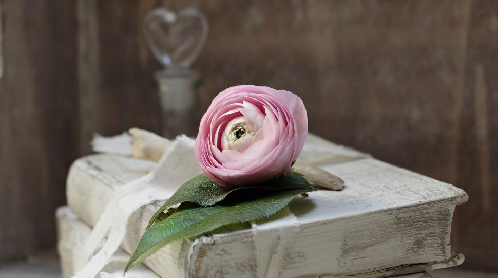 Free Image of Rose and old books 