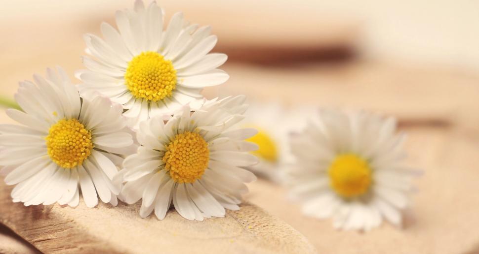 Free Image of White daisies 