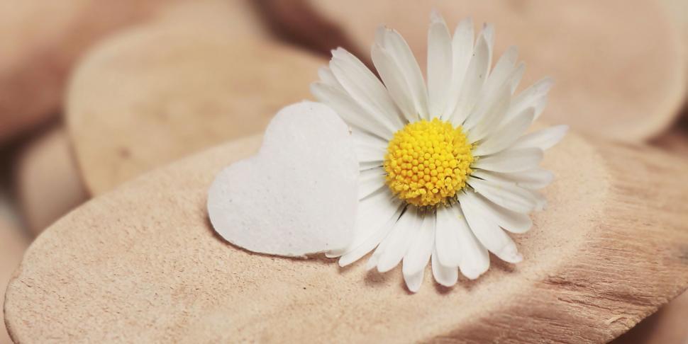 Free Image of White Daisy and Heart 