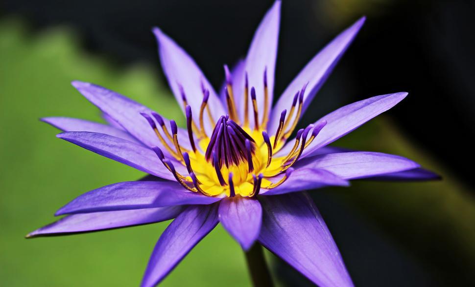 Free Image of Purple lily 