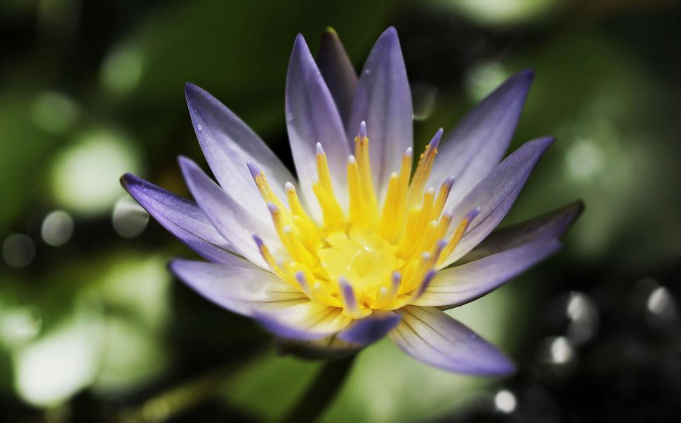 Free Image of Purple water lily 