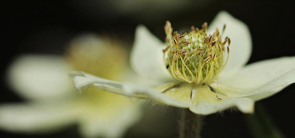 Free Image of White anemone flower 