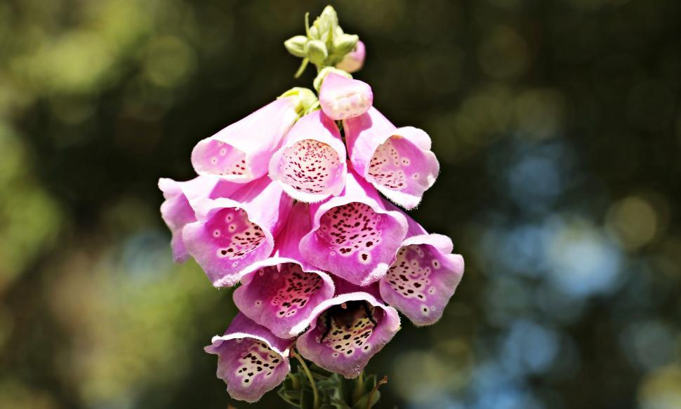Free Image of Foxglove Flowers  