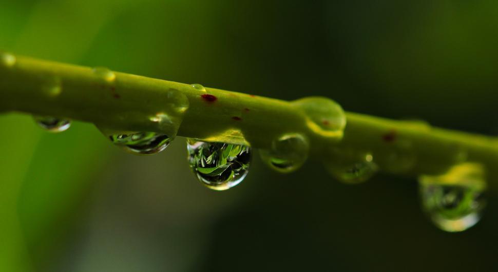 Free Image of Raindrops and Green Branch - Macro 