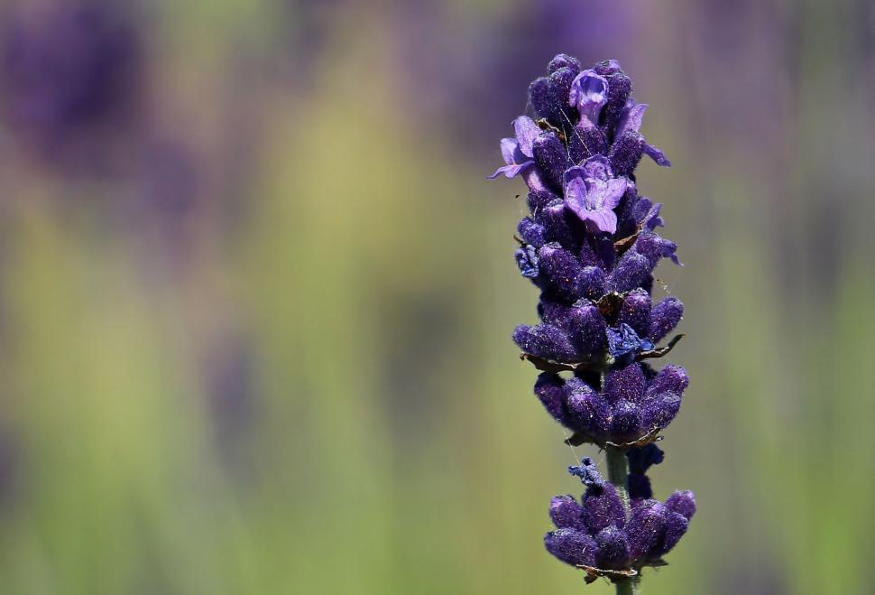 Free Image of Lavender flowers in garden 