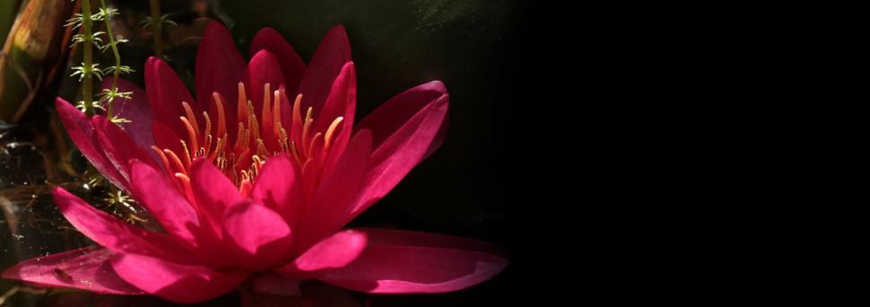 Free Image of Red Water Lily - Copy Space 