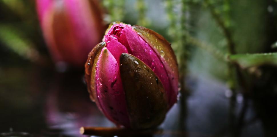 Free Image of Red Water Lily Bud 