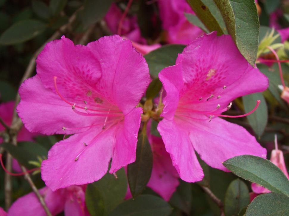 Free Image of Pink flower 