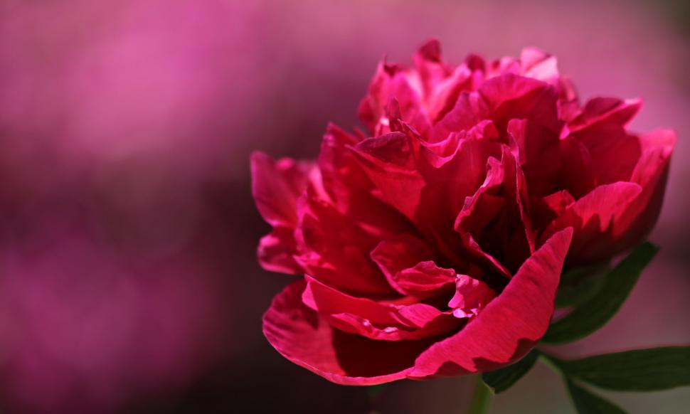 Free Image of Red Peony Flower 