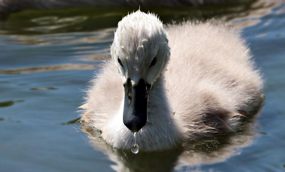 Free Image of White baby swan in water 
