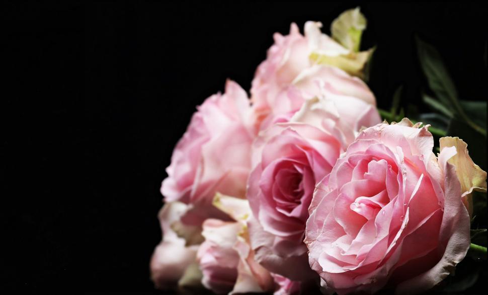 Free Image of Pink rose flowers 