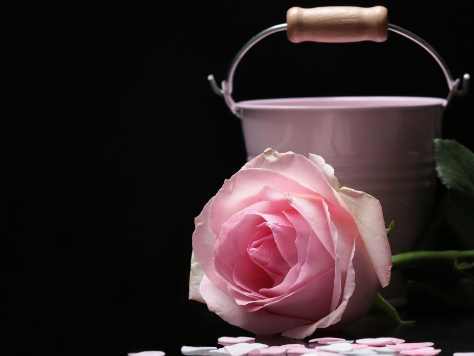 Free Image of Pink Rose Flower and Bucket with Hearts 