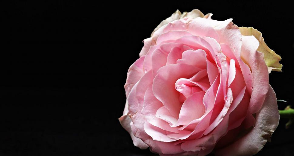 Free Image of Pink Rose Flower - Copy Space 
