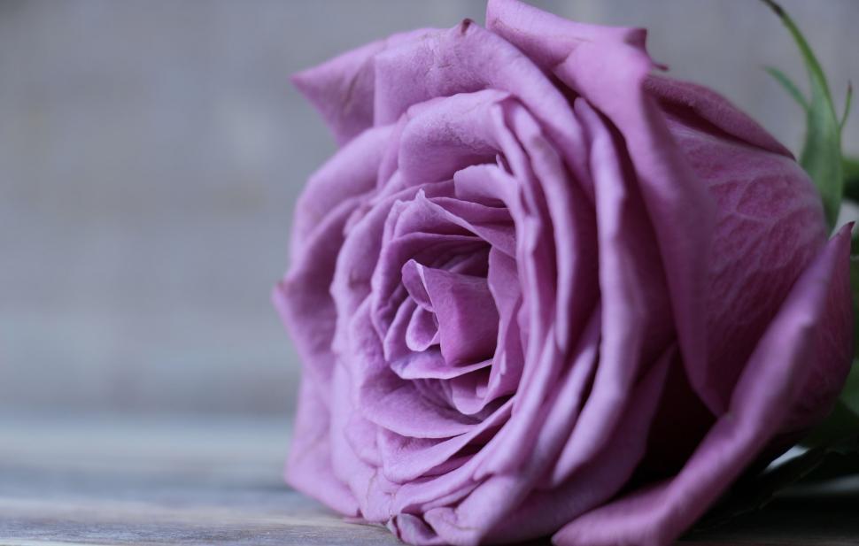 Free Image of Purple Rose 