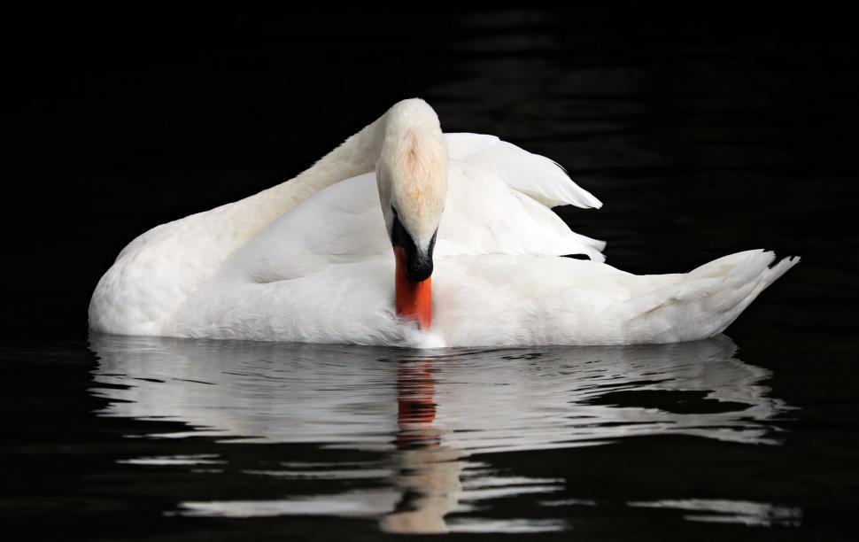 Free Image of White swan and black background 