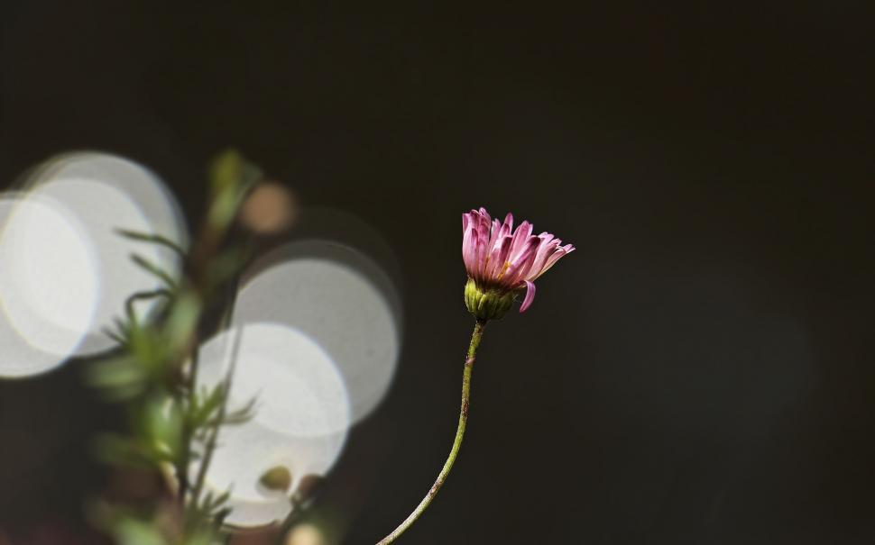 Free Image of Pink Daisy and Bokeh Lights 