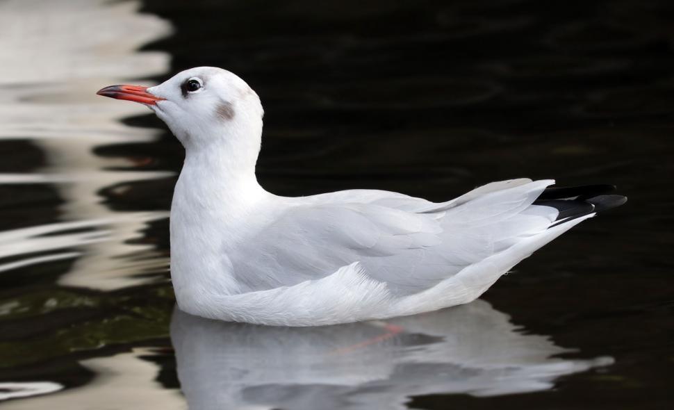 Free Image of Seagull in Water 