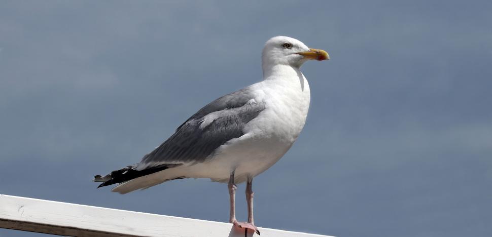 Free Image of European herring gull 