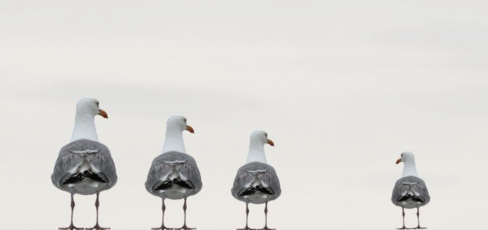Free Image of Four Seagulls  