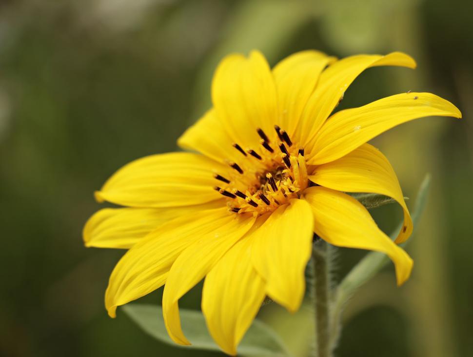 Free Image of Sunflower 