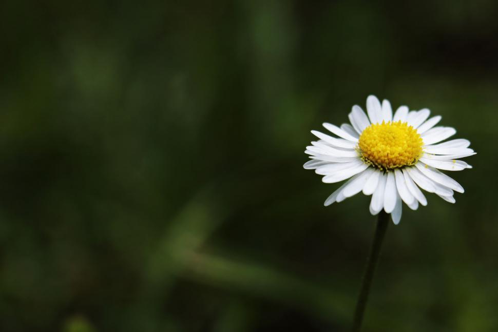 Free Image of White Daisy - Copy Space 