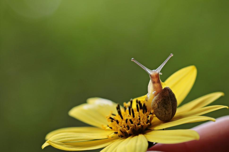 Free Image of Snail on a flower 
