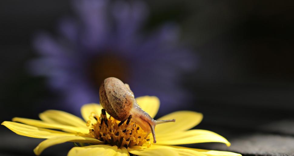 Free Image of Snail on yellow flower 