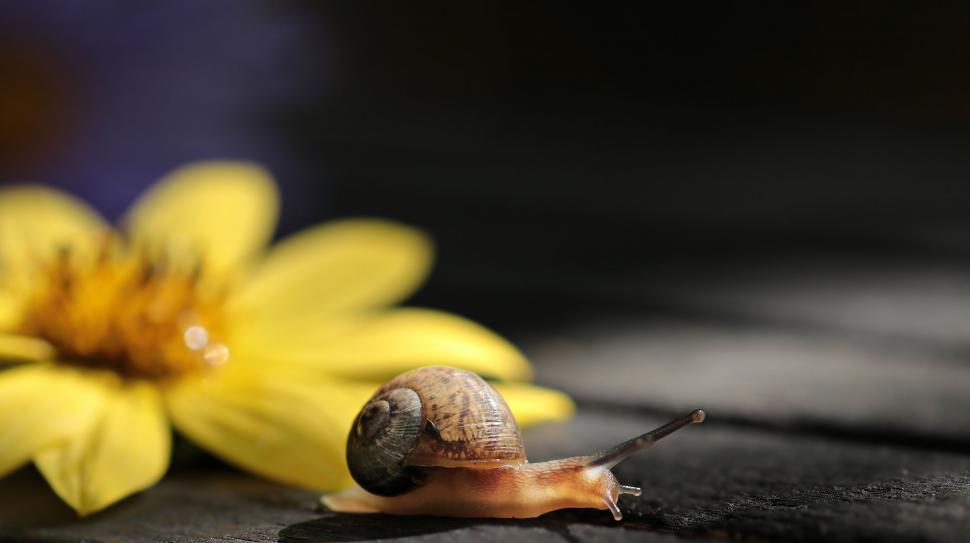 Free Image of Snail and Flowers 