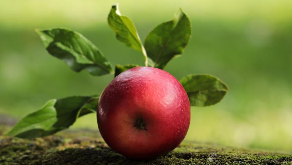 Free Image of Red apple and blur green background 