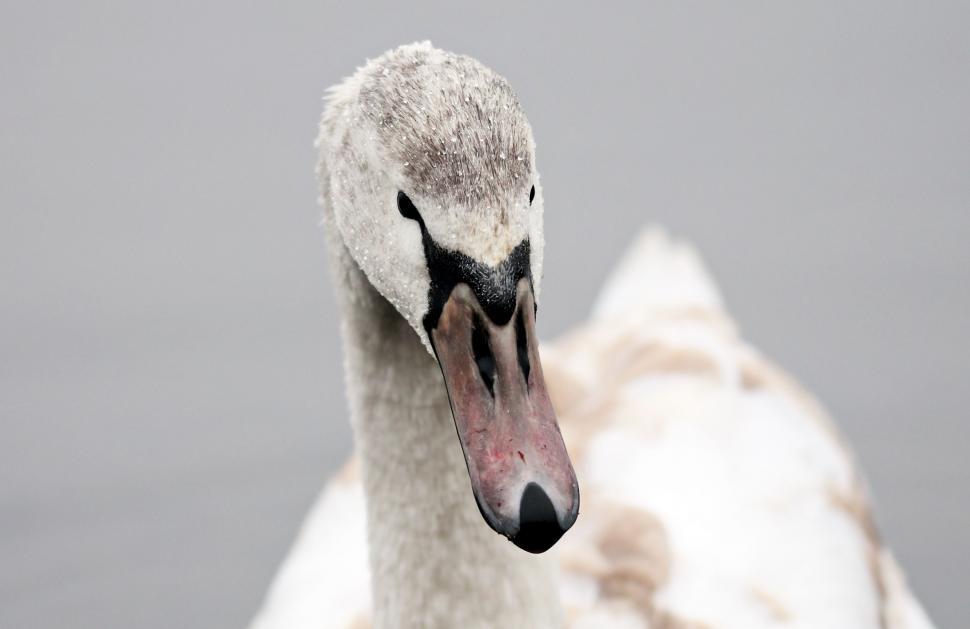 Free Image of Single White Swan 