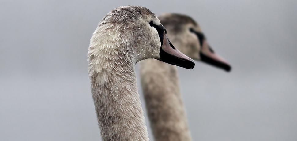 Free Image of Two Swans 