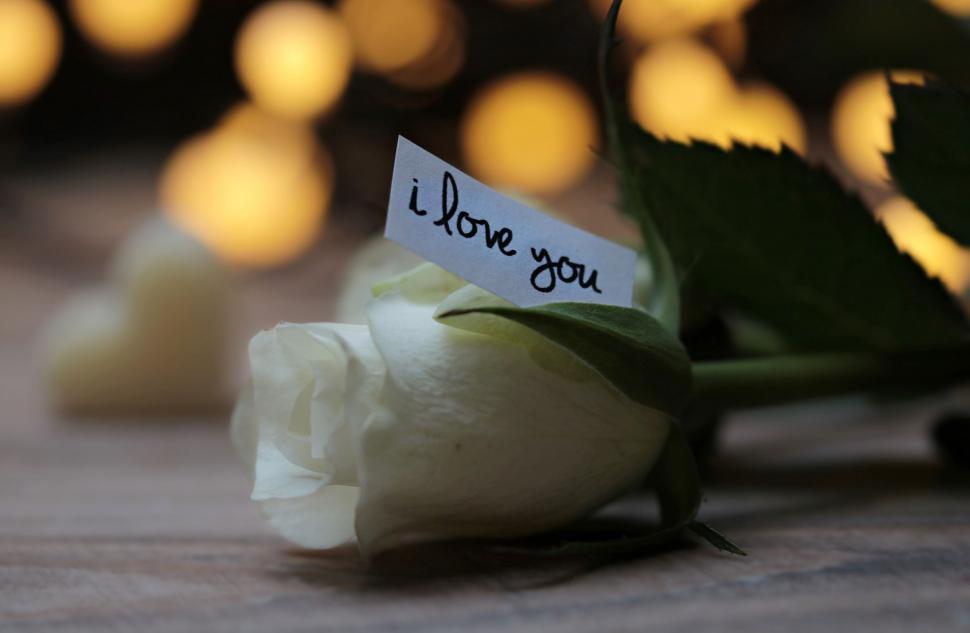 Free Image of White Rose and I Love You  