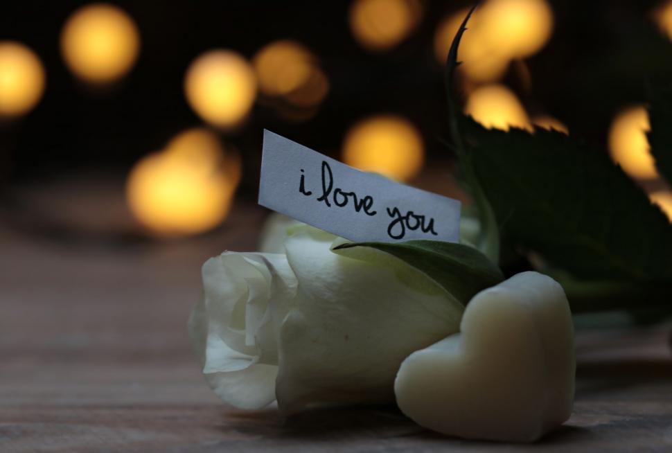 Free Image of White Rose and I Love You with yellow bokeh lights 
