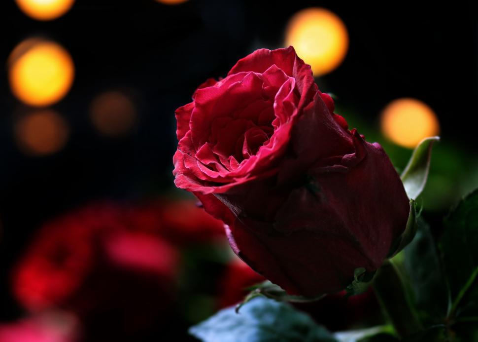 Free Image of Single Red Rose - Night View 