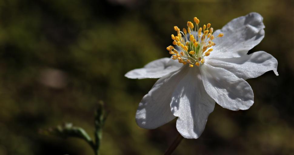Free Image of Anemone nemorosa flower 