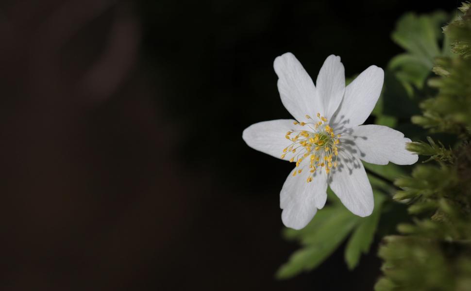 Free Image of White wood anemone - copy space 