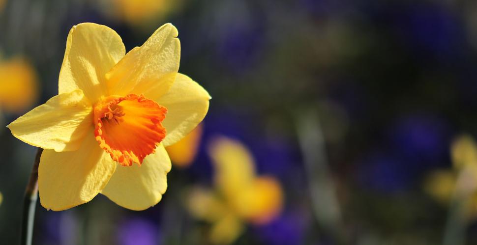 Free Image of Yellow and Orange Daffodil 
