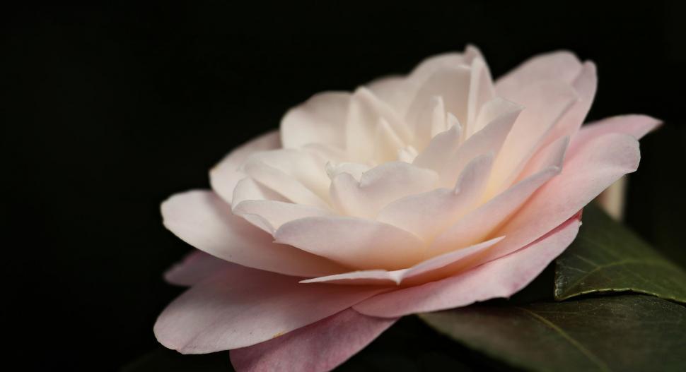 Free Image of Pink common camellia flower 