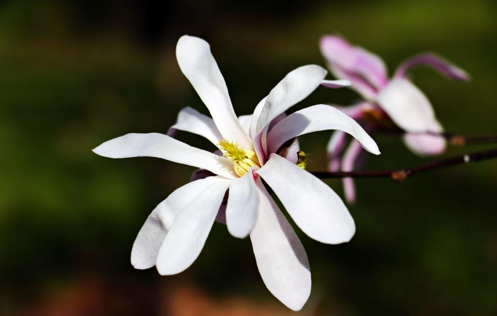 Free Image of Star magnolia flower 