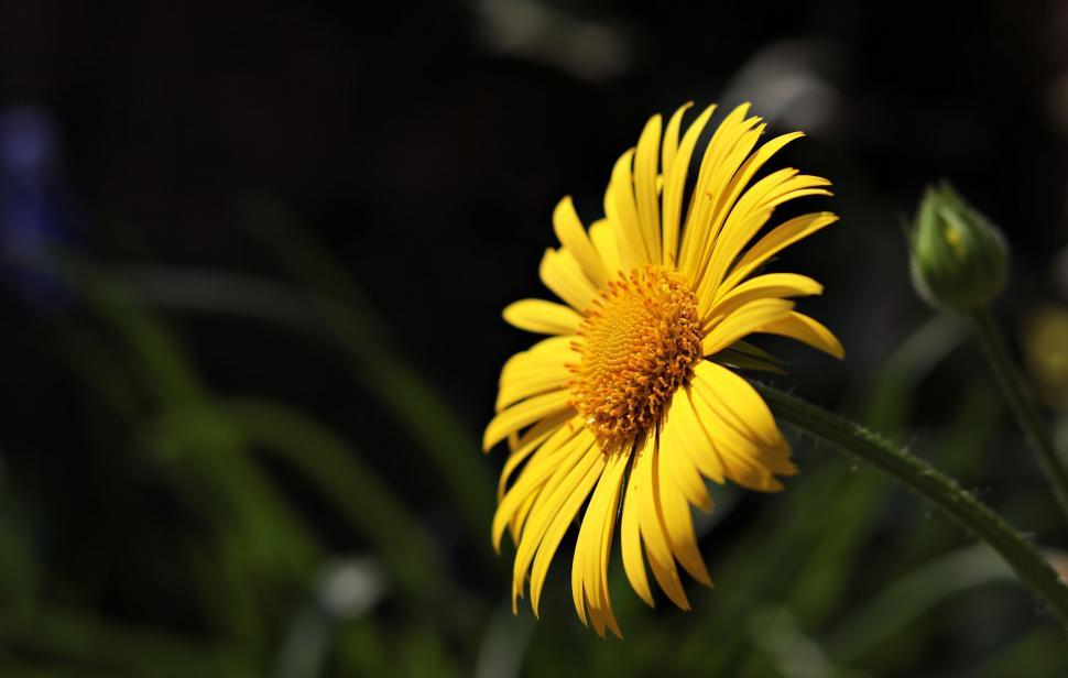 Free Image of Yellow Flower (Argyranthemum frutescens)  