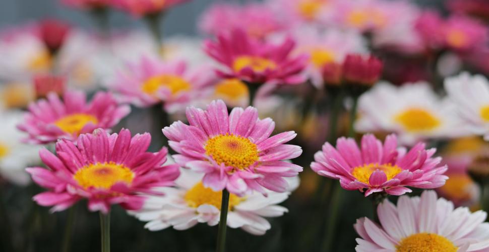 Free Image of Daisy flowers 