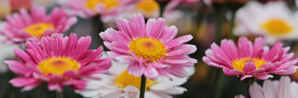 Free Image of Pink Daisy Flowers 