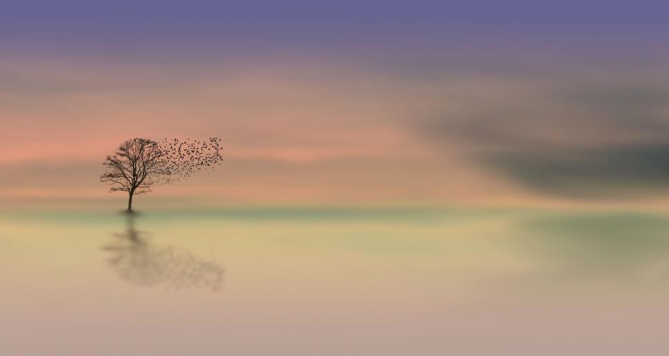 Free Image of Tree and Birds with colorful sunset sky 
