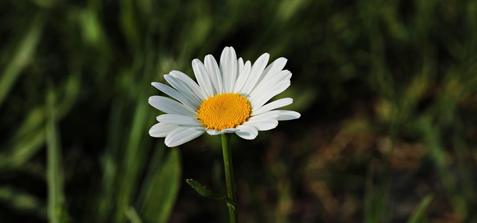 Free Image of White Daisy Flower 
